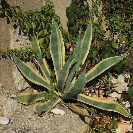 Seaside House Cove Parja, - 8892 Дом отдыха Вис